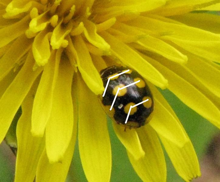 Coccinellidae: Vibidia duodecimguttata? No, Oenopia lyncea